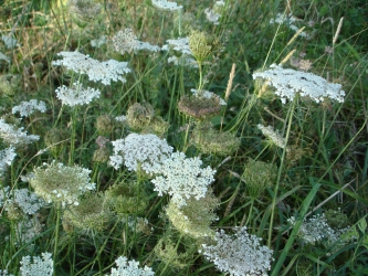 Wild carrot