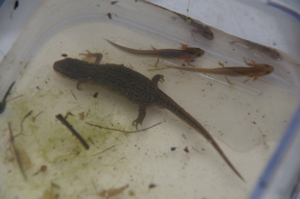 Pregnant female palmate newts with two efts