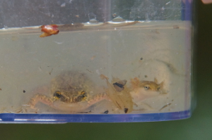 Female palmate newt with eft