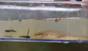 palmate newt eft and toad tadpoles