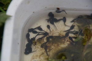 Toad tadpoles