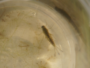 Swimming Mayfly Nymph