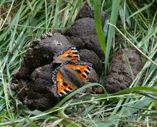 Small Tortoiseshell butterflies on dog turd