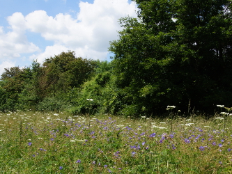 Meadow Cranesbill & Hogweed