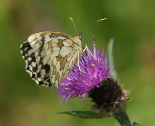 Marbled White on Black Knapweed