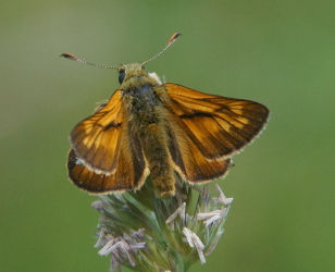 Male Large Skipper