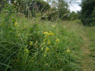 yellow rattle