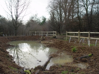 New pond