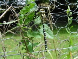 Southern Hawker dragonfly