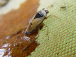 Water Boatman Larva