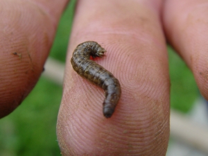 Cranefly larva