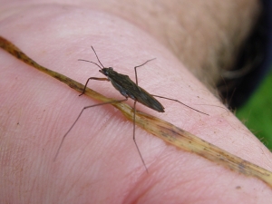 Pond Skater