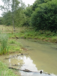 Pond 2009