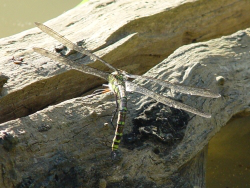 Souther Hawker dragonfly laying eggs in rotting wood