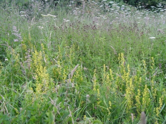 Ladies bedstraw