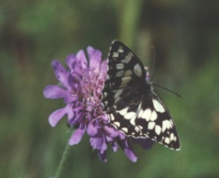 Marbled White