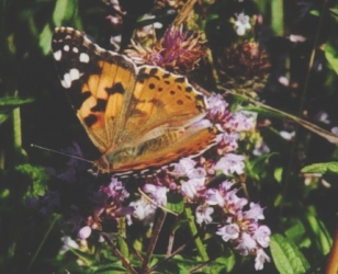 Painted Lady