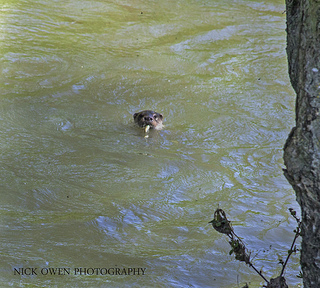 Otter on the Evenlode in May 2012