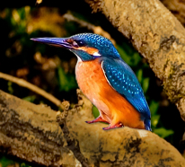 Kingfisher near the Evenlode