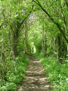 Footpath 21 Stonesfield Lane - Copyright Christine Elliott