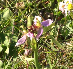 Bee Orchid flowering in a lawn