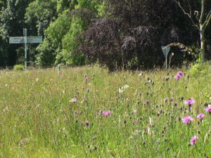 Road Verge Nature Reserve at Chadlington Crossroads