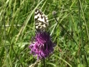 Marbled white butterfly