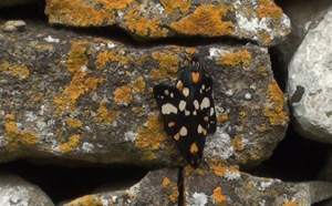 Mating Scarlet Tiger Moths camouflaged on a stone wall