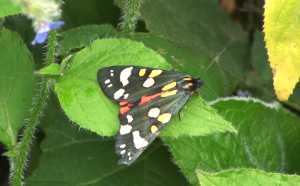 Scarlet Tiger Moth on Borage