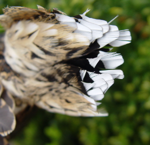 Dead woodcock