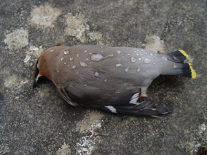 Dead waxwing