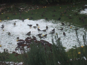 50 Fieldfares feeding on apples 2012