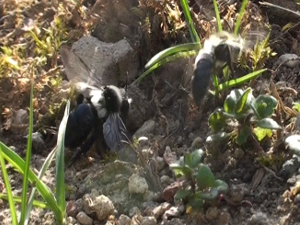 Mining Bees