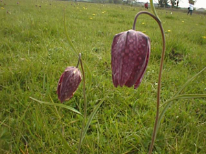 Fritillaries at Ducklington