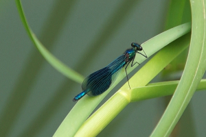 Banded demoiselle damselfly