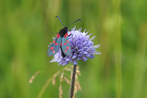 Burnet Moth on Scabious