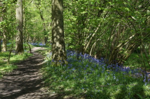 Eastern path through Pinsley Wod