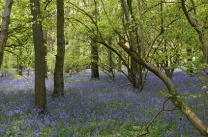 Pinsley Wood Bluebells, Church Hanborough