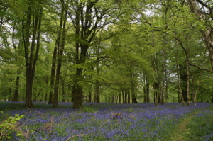 Knighton's Copse Bluebells, Wychwood Forest