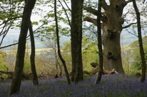 Evenlode rape fields from Knighton's Copse