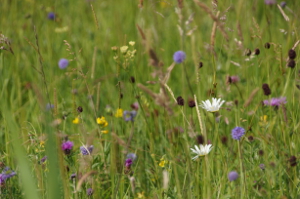 Flowers in Yarnton Mead