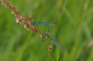 Damselflies mating