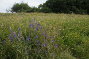 Meadow Clary at Glyme Farm