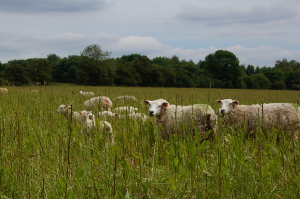 Sheep with lambs on Glyme Farm