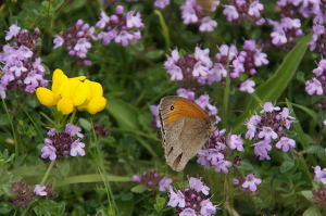 Meadow Brown Butterfly feeding on Wild Thyme