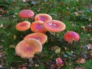 Fly agaric at North Leigh Common, copyright Anna Walsh