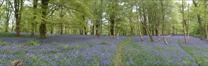 Bluebells in Knight's Copse