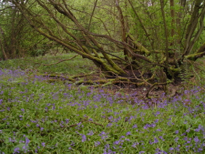 Bluebells at North Leigh Common