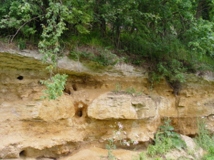 Exposed cliff at Dry Sandford Pit