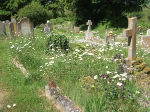 Oxeye daisies in the Town Cemetery